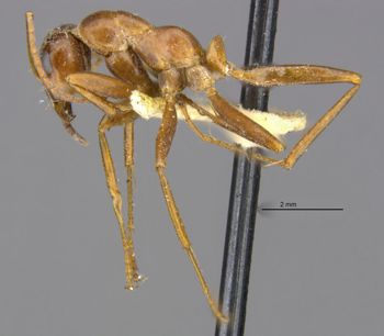 Media type: image;   Entomology 28103 Aspect: habitus lateral view